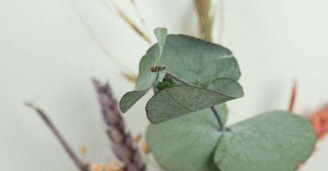 Droogbloemen kerstkrans maken