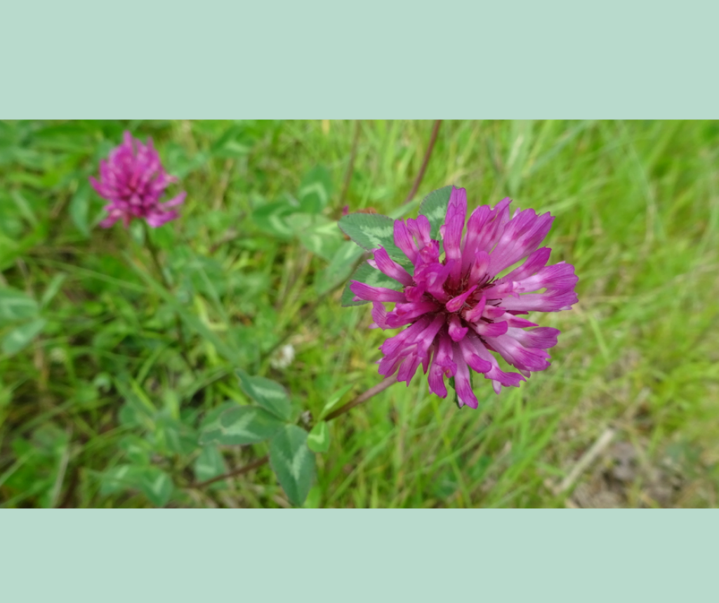 Wildplukwandellink in het Stadspark