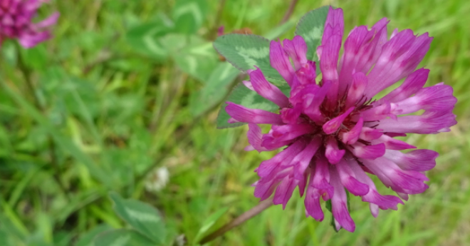 Wildplukwandellink in het Stadspark