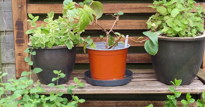 Van tuin tot tafel, het bewaren en verwerken van oogst